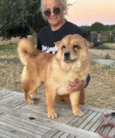 BROWN BEAR, a female Chow Chow for sale in California, CA – 4 of 9