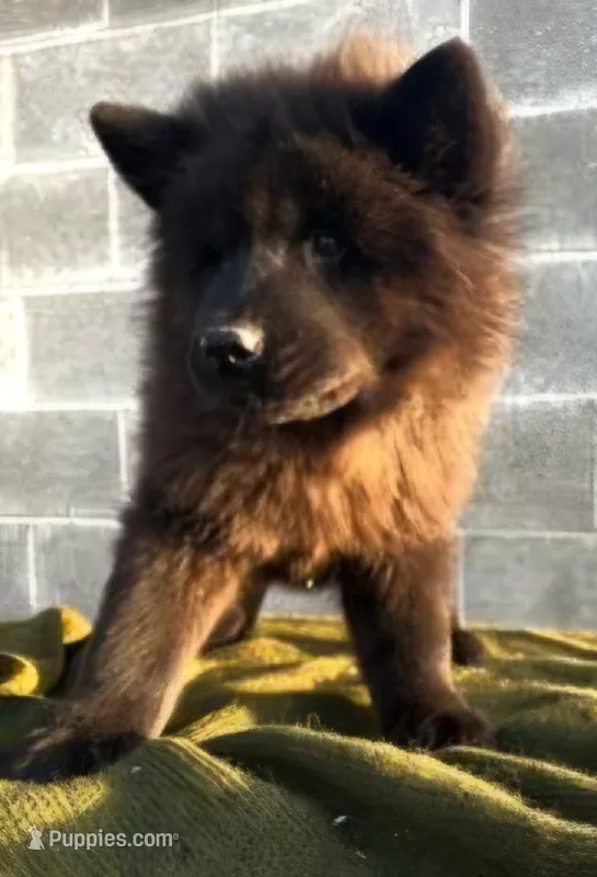 RUFFLES (Rough) – Chow Chow puppy for sale in California, CA