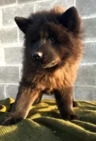 RUFFLES (Rough), a female Chow Chow for sale in California, CA – 1 of 4