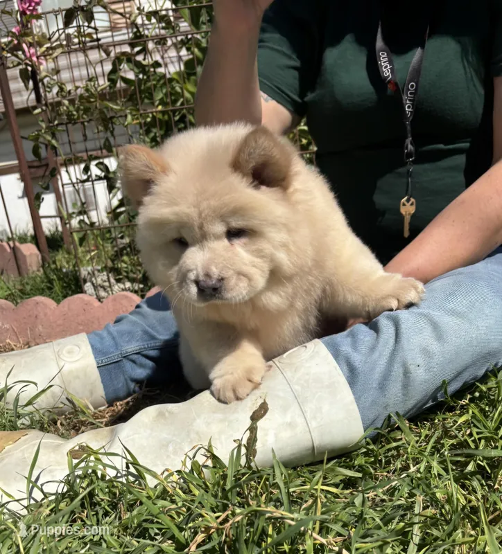 GLORY BEE (ROUGH) – Chow Chow puppy for sale in California, CA