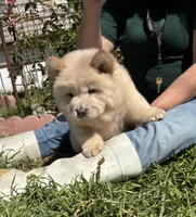 GLORY BEE (ROUGH), a female Chow Chow for sale in California, CA – Photo 1 of 6