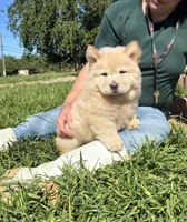 GLORY BEE (ROUGH), a female Chow Chow for sale in California, CA – Photo 4 of 6