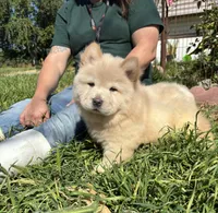 GLORY BEE (ROUGH), a female Chow Chow for sale in California, CA – Photo 2 of 6