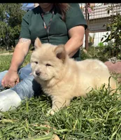 GLORY BEE (ROUGH), a female Chow Chow for sale in California, CA – Photo 5 of 6