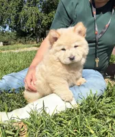 GLORY BEE (ROUGH), a female Chow Chow for sale in California, CA – Photo 6 of 6