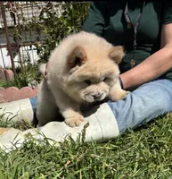 GLORY BEE (ROUGH), a female Chow Chow for sale in California, CA – Photo 3 of 6