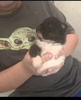 TUXEDO , a male Pomeranian for sale in California, CA – Photo 4 of 5