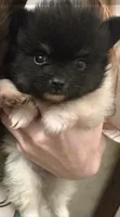 TUXEDO , a male Pomeranian for sale in California, CA – 3 of 5