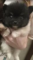 TUXEDO , a male Pomeranian for sale in California, CA – 2 of 5