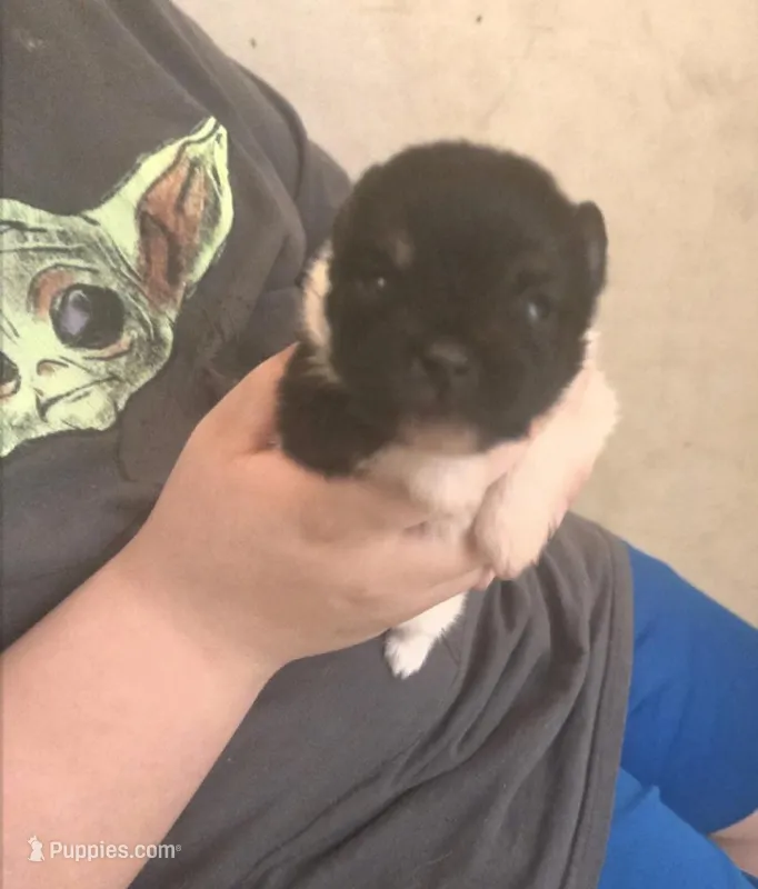 TUXEDO  – Pomeranian puppy for sale in California, CA