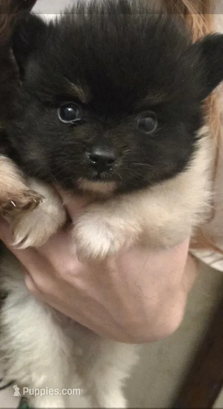 TUXEDO  – Pomeranian puppy for sale in California, CA