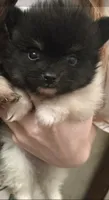 TUXEDO , a male Pomeranian for sale in California, CA – 1 of 5