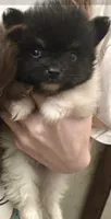 TUXEDO , a male Pomeranian for sale in California, CA – 4 of 5