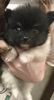 TUXEDO , a male Pomeranian for sale in California, CA – 5 of 5