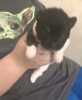 TUXEDO , a male Pomeranian for sale in California, CA – Photo 3 of 5