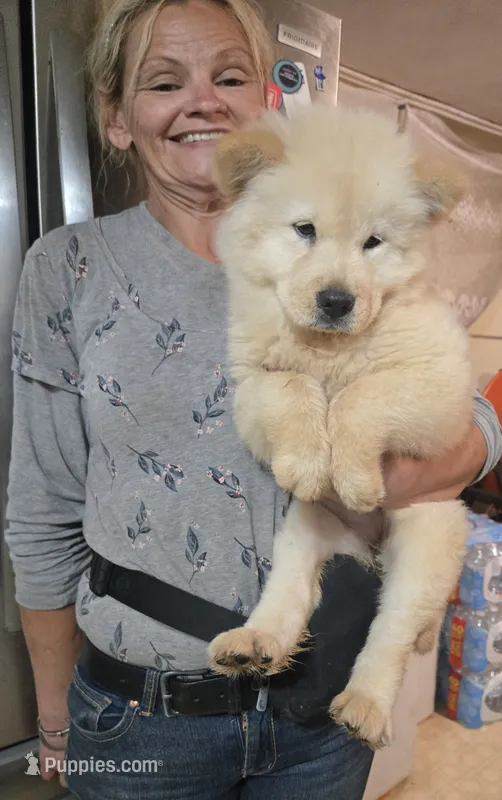 White Fluff (Rough) – Chow Chow puppy for sale in California, CA
