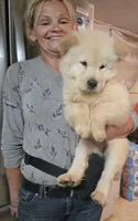 White Fluff (Rough), a female Chow Chow for sale in California, CA – 1 of 6