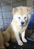 SNOW PRINCESS, a female Chow Chow for sale in California, CA – Photo 2 of 4