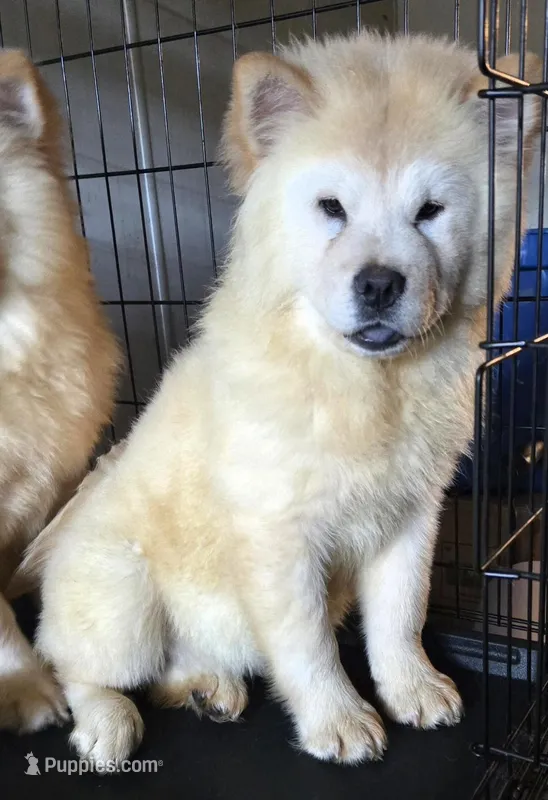 SNOW PRINCESS – Chow Chow puppy for sale in California, CA