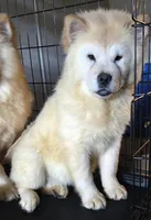 SNOW PRINCESS, a female Chow Chow for sale in California, CA – Photo 1 of 4