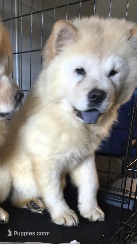 SNOW PRINCESS – Chow Chow puppy for sale in California, CA