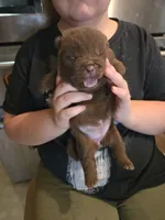 CHOCOLATE DREAM, a female Chow Chow for sale in California, CA – 6 of 6