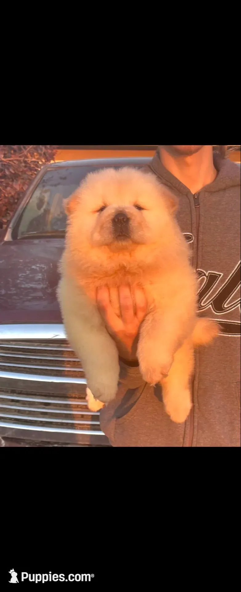 Sloan, a male Chow Chow for sale in California, CA – 3 of 5