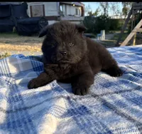 MIDNIGHT, a male Chow Chow for sale in California, CA – 6 of 8