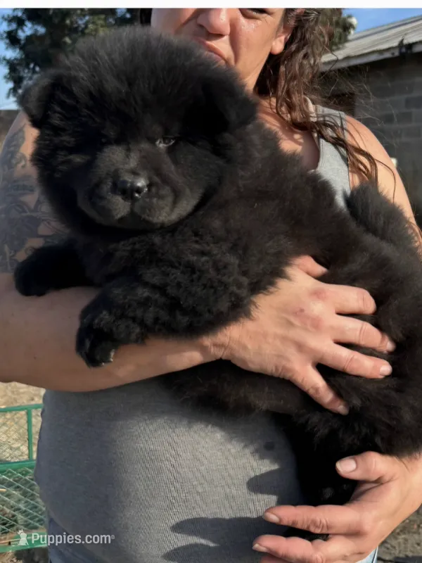 CALVIN – Chow Chow puppy for sale in California, CA