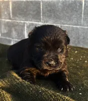 JOEY (Rough Coat), a male Chow Chow for sale in California, CA – 1 of 3