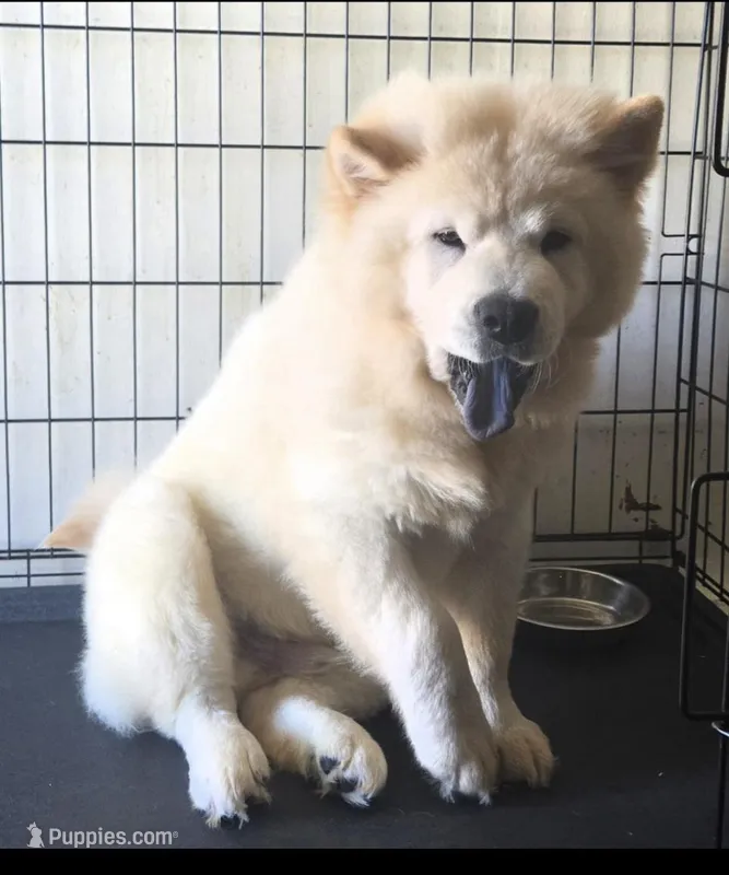 SNOW CLOUD – Chow Chow puppy for sale in California, CA