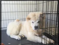 SNOW CLOUD, a female Chow Chow for sale in California, CA – Photo 6 of 6