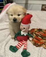 SNOW CLOUD, a male Chow Chow for sale in California, CA – Photo 3 of 10