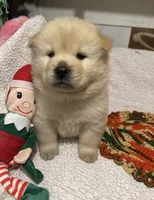 SNOW CLOUD, a male Chow Chow for sale in California, CA – Photo 7 of 10