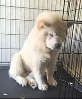 SNOW CLOUD, a female Chow Chow for sale in California, CA – Photo 2 of 6