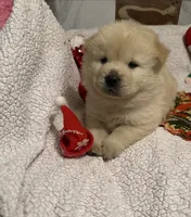 SNOW CLOUD, a male Chow Chow for sale in California, CA – Photo 8 of 10