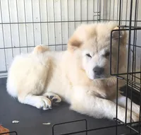 SNOW CLOUD, a female Chow Chow for sale in California, CA – Photo 4 of 6