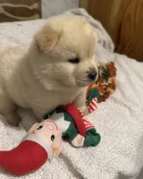 SNOW CLOUD, a male Chow Chow for sale in California, CA – Photo 6 of 10
