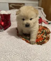 SNOW CLOUD, a male Chow Chow for sale in California, CA – Photo 10 of 10