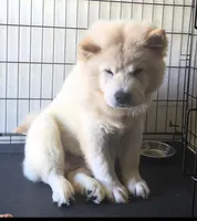 SNOW CLOUD, a female Chow Chow for sale in California, CA – Photo 5 of 6