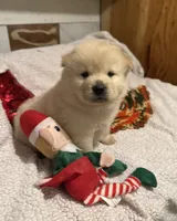SNOW CLOUD, a male Chow Chow for sale in California, CA – Photo 2 of 10