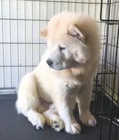 SNOW CLOUD, a female Chow Chow for sale in California, CA – Photo 3 of 6