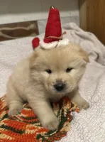 SNOW CLOUD, a male Chow Chow for sale in California, CA – Photo 1 of 10