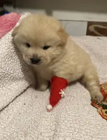SNOW CLOUD, a male Chow Chow for sale in California, CA – Photo 5 of 10