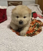 SNOW CLOUD, a male Chow Chow for sale in California, CA – Photo 9 of 10