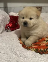 SNOW CLOUD, a male Chow Chow for sale in California, CA – Photo 4 of 10