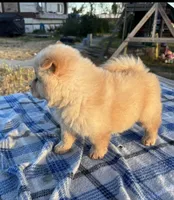 SUNSHINE, a female Chow Chow for sale in California, CA – 3 of 10