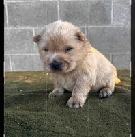 KOPA (Rough coat), a male Chow Chow for sale in California, CA – 5 of 5