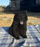 DEVONTAY, a male Chow Chow for sale in California, CA – 7 of 7