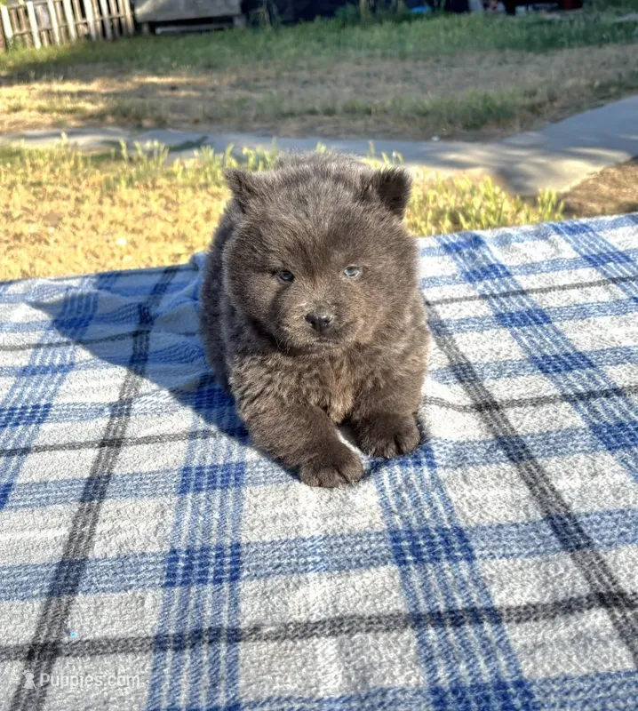 SILVER JET (ROUGH) – Chow Chow puppy for sale in California, CA
